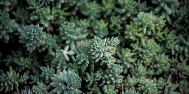 NFaaS革命:告别硬件盒子,前端开发者如何用云原生思维重构网络