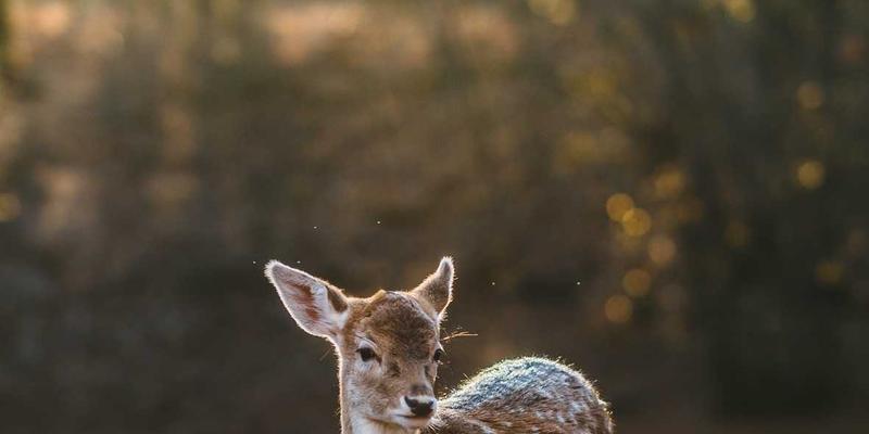 告别卡顿!揭秘边缘计算与网络技术融合:从理论到实战的编程教程与免费资源